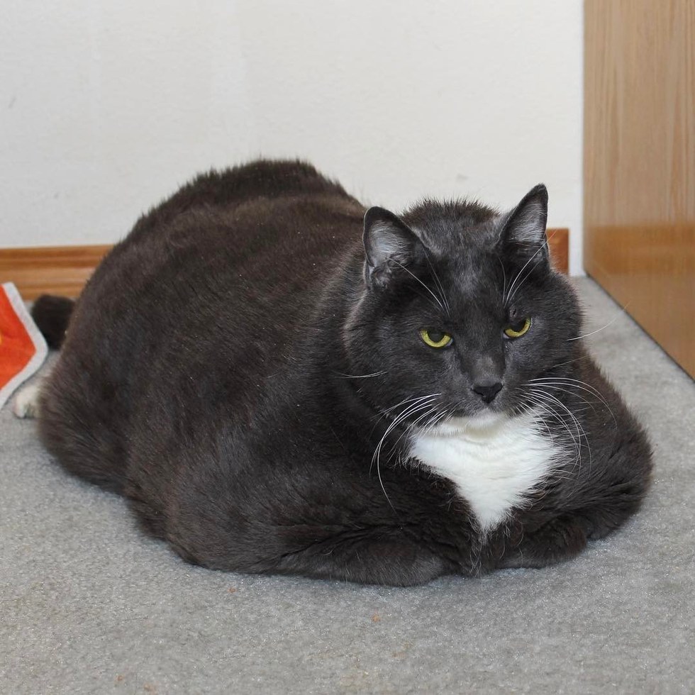 Fat Cat Image