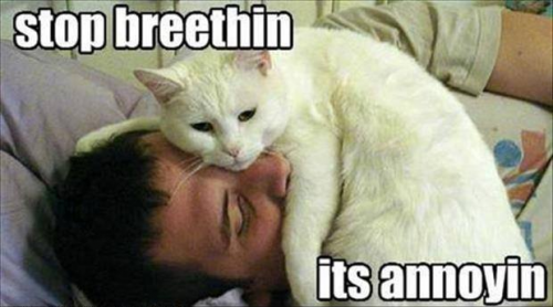 Relaxation/Breathing Cat Meme
