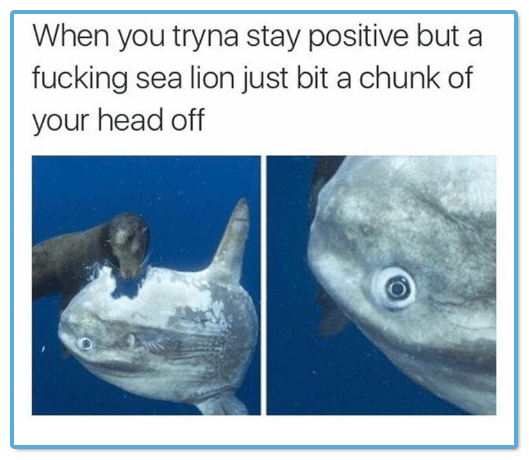 Sea Lion Bite meme/ Stay Positive Joke